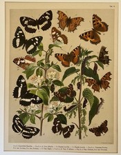 FARFALLE CROMOLITOGRAFIA