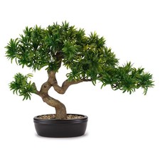 Bonsai TASSO GIAPPONESE con
