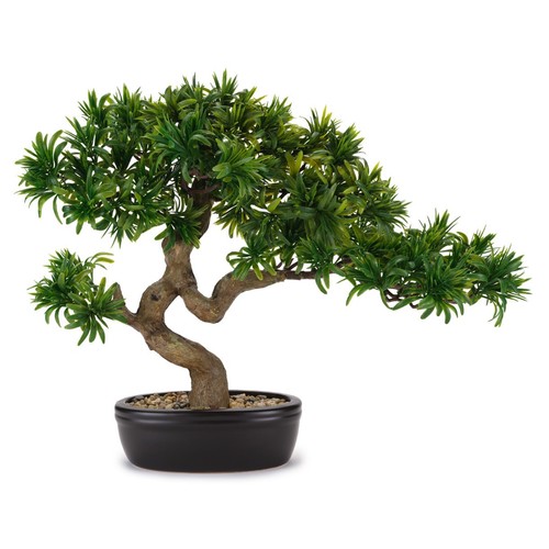 Bonsai tasso giapponese con - bonsai,