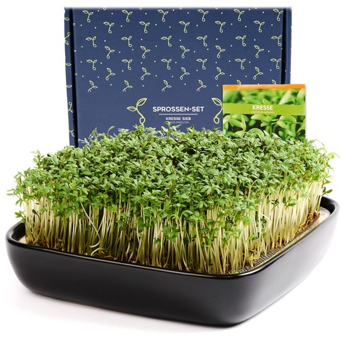 Otaro germogliatore con semi - otaro,