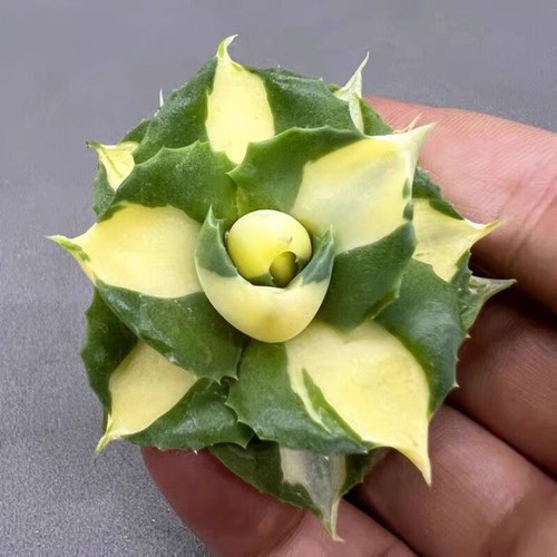 Pianta agave succulenta 5cm - di,