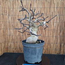 Bonsai di Fico h 39/55cm