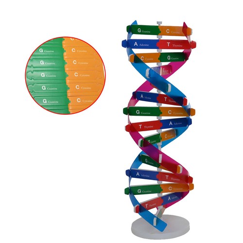 Pezzi dna fai - 2, doppia