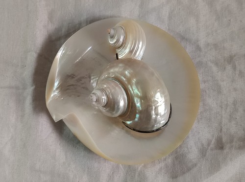 Vintage set conchiglie - vintage, di