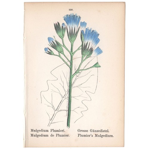 Mini antica stampa botanica