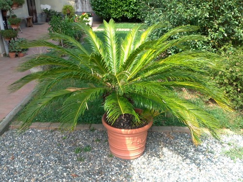 Pianta cycas revoluta 110 cm - h,