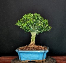 BONSAI DI FAGGIO CINESE BUXUS HARLANDII CORTECCIA DI SUGHERO INDOOR