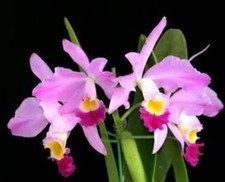 Cattleya Eldorado M. Ito