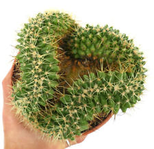 ECHINOCACTUS GRUSONII form CRESTED CREST CRISTATE no copiapoa 2C2