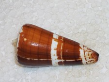 CONUS MALDIVUS WONDERFUL