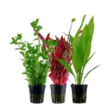 Set Piante con 3 Sfondo Vaso