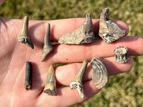 Lotto fossili vertebrati
