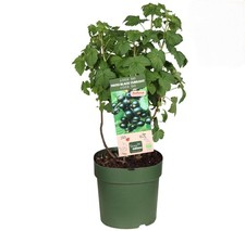 Ribes nero - nero, nigrum