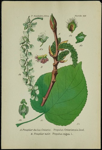 1898ca pioppo del lago - del,