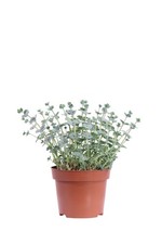 Pianta di Sedum Sieboldii Erba