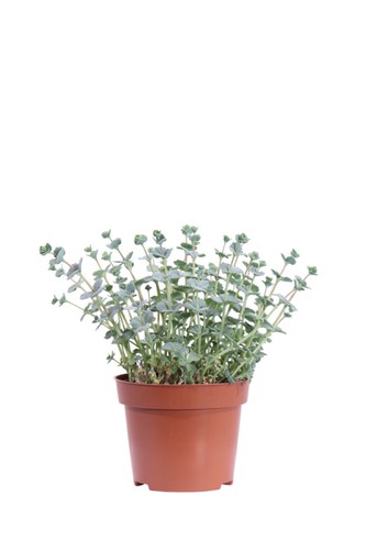 Pianta sedum sieboldii - di,