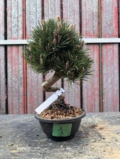Bonsai pino nero - Pinus