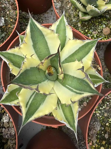 Agave titanota snaggle tooth - titanota, 'snaggle