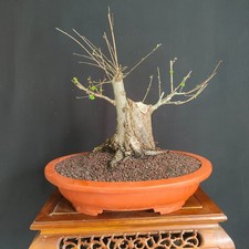 PRE BONSAI  DI OLMO CAMPESTRE