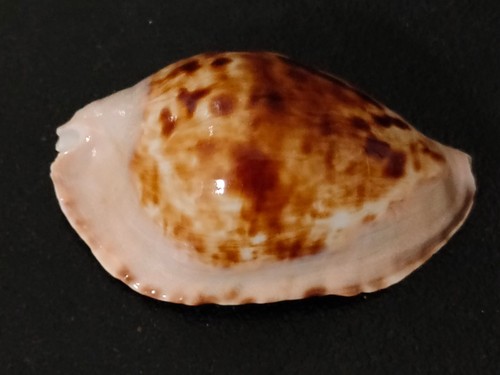 Conchiglia shell cypraea - shell,