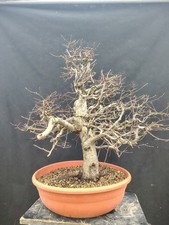 Bonsai Di Carpino Orientale(Carpinus Orientalis)