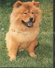 Tiere chow-chow
