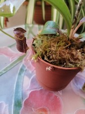 Nepenthes Boschiana in vaso
