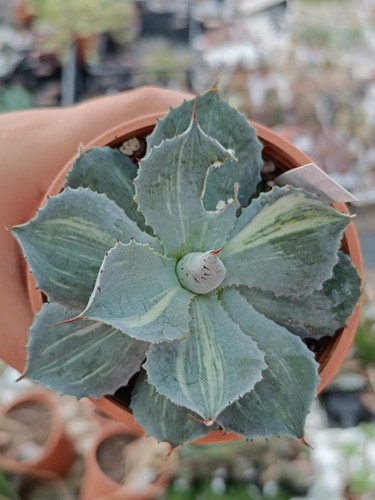 Agave kissho kan - agave, striata