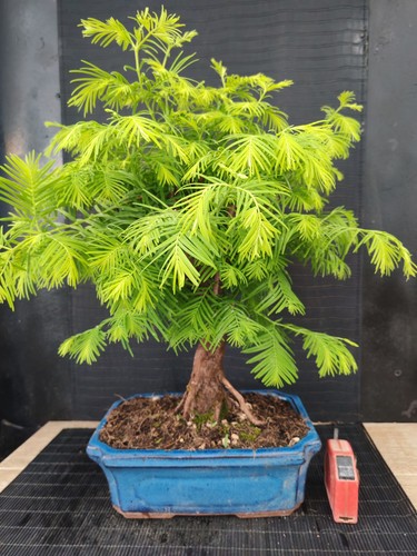 Bonsai metasequoia cm - metasequoia, 50