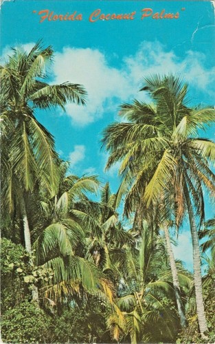 Florida coconut palms cresce - "florida, palms"