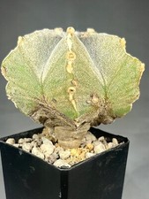 Astrophytum myriostigma