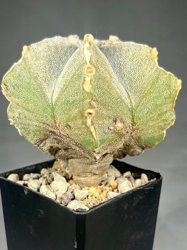 Astrophytum myriostigma
