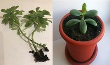Piante grasse 1 crassula - 2,