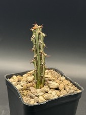 Euphorbia SP nova Somalia