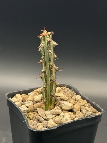 Euphorbia nova somalia - euphorbia, sp