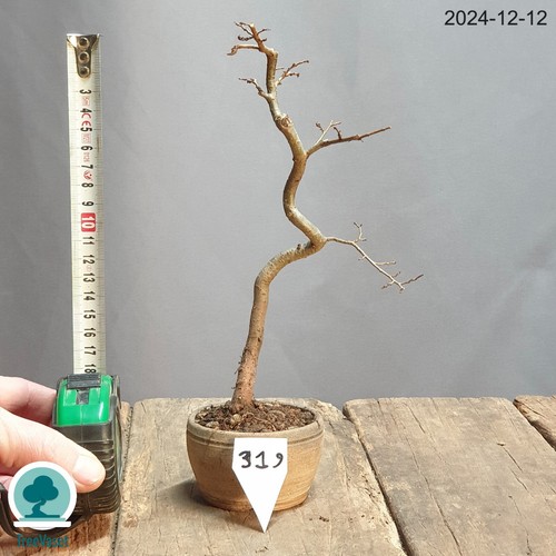 Bonsai ulmus minor prebonsai - bonsai,
