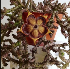 Edithcolea grandis Succulent