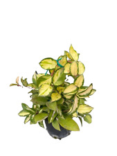 HOYA CARNOSA (FIORE DI CERA)