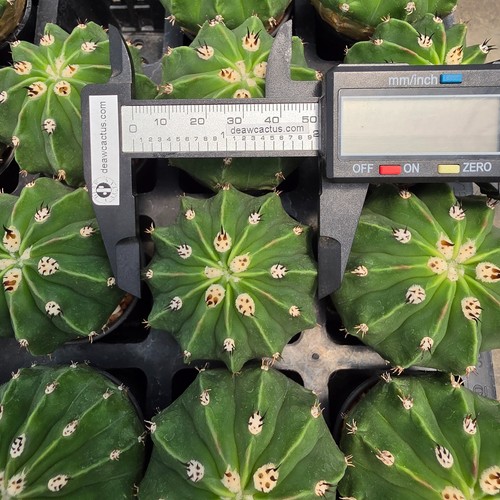 De01 melocactus caesius - de01:,