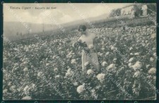 Imperia Ventimiglia Raccolta di Fiori cartolina MT4084