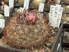 Pediocactus simponii sb871 - simponii,