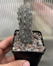 🌵 Euphorbia abdelkuri-