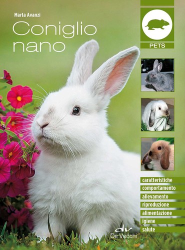 Coniglio nano avanzi marta - coniglio,