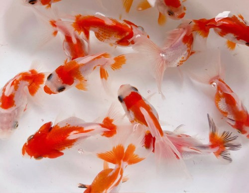 Pesce rosso olandese con testa