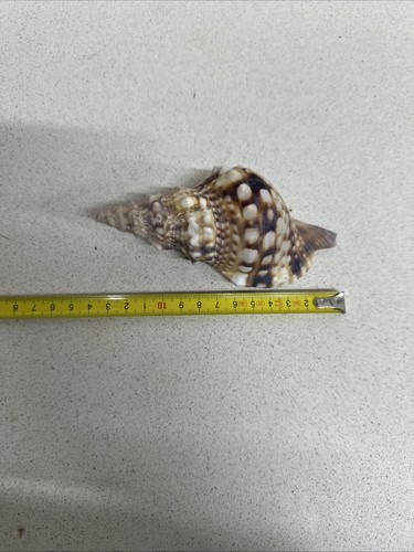 Charonia tritonis piccola - tritonis,