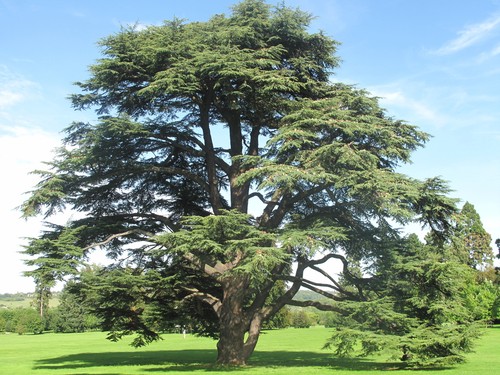 Cedro dell atlante cedrus - cedro, dell'atlante