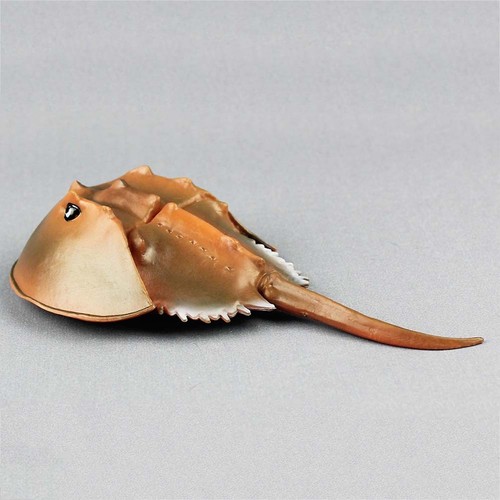 High simulation horseshoe crab - simulation,