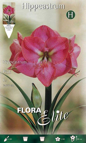 Bulbi autunnali amaryllis - autunnali,