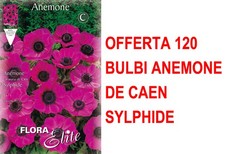 OFFERTA 120 BULBI ANEMONE