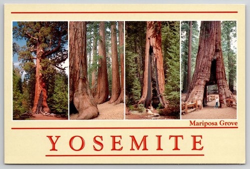 Mariposa grove yosemite circa - grove,